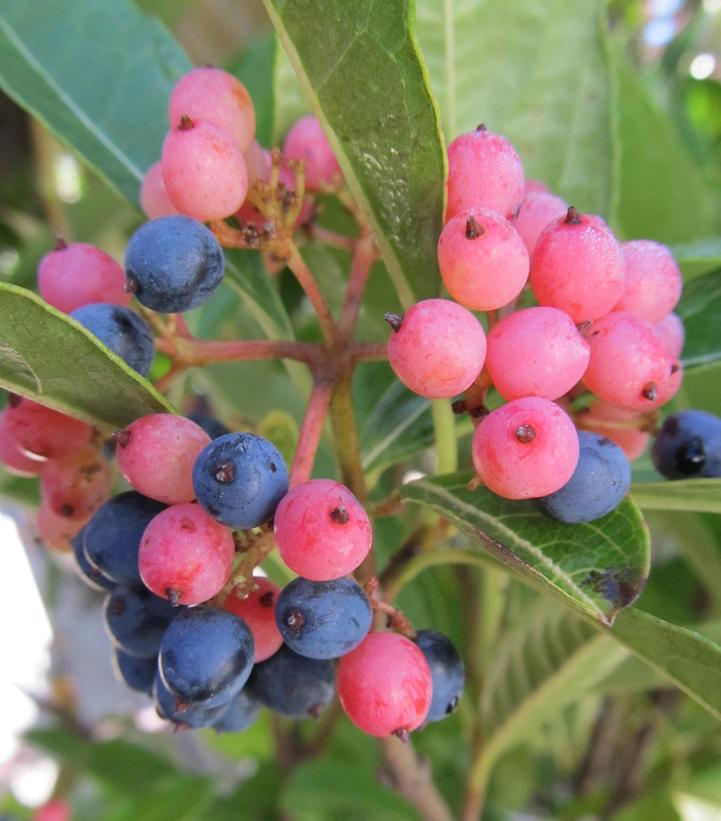 Proven Winners Viburnum nudum Brandywine - Thumbnail 2