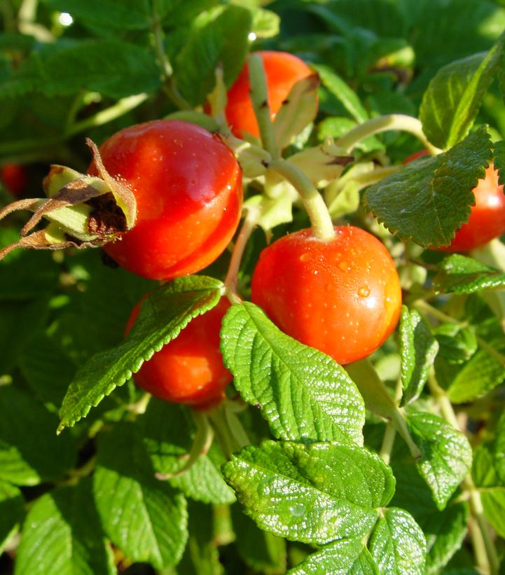 Rosa rugosa | Frost Farms Garden Center and Landscape