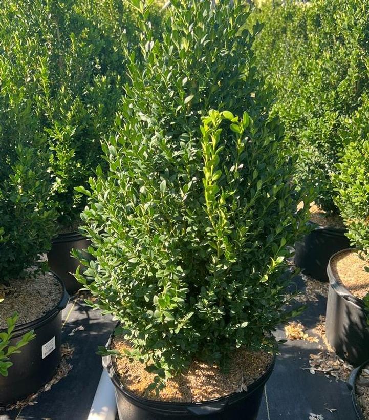 Buxus microphylla japonica 'Green Mountain' | Frost Farms Garden