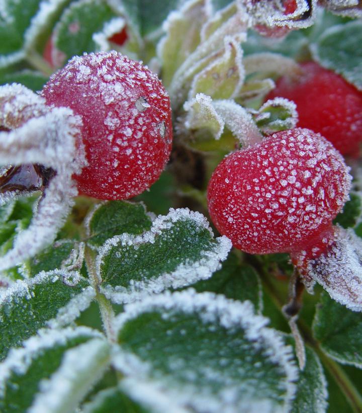 Rosa rugosa | Frost Farms Garden Center and Landscape