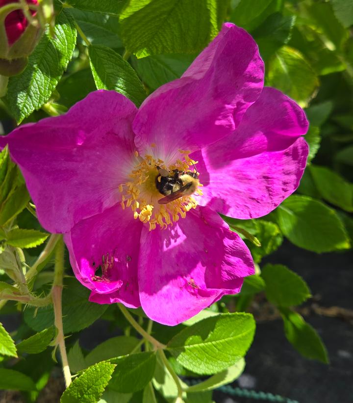Rosa rugosa | Frost Farms Garden Center and Landscape